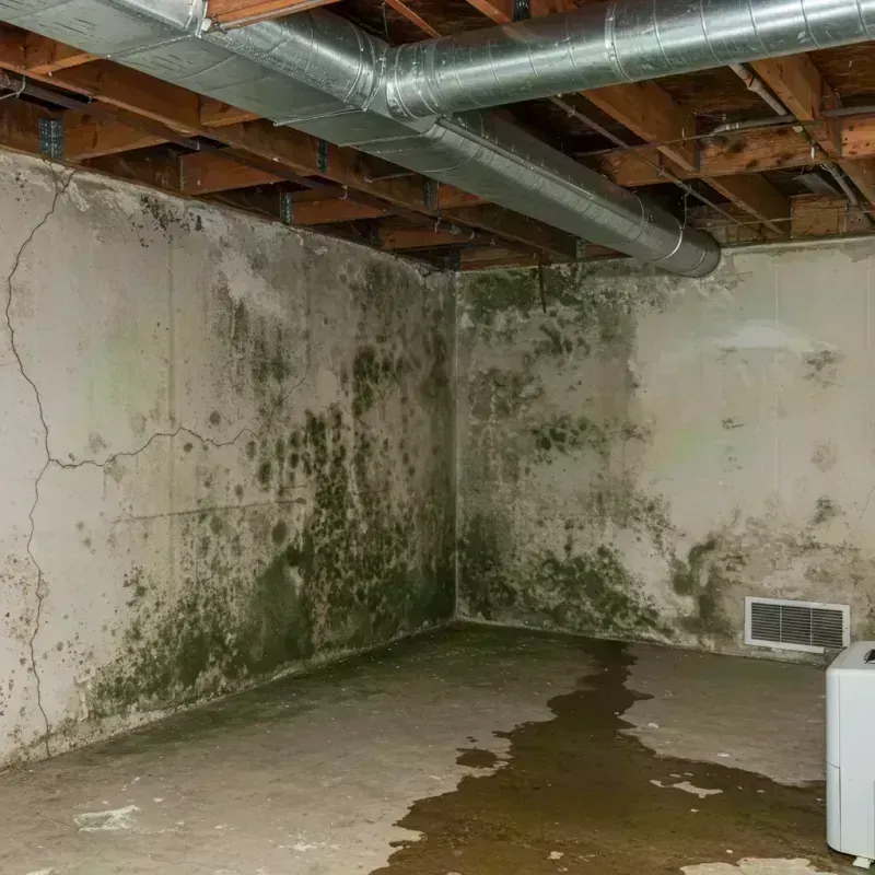 Professional Mold Removal in Mattoon, IL